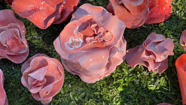 Fotografía en la que se ven hongos rosados sobre el pasto verde